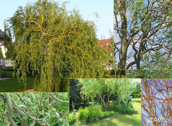 Ива извилистая (кудрявая) осталось 2шт