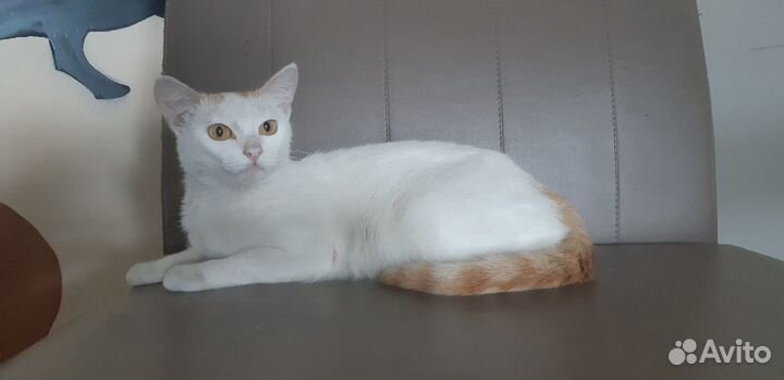 Отдам кошечку 10 мес. Стерильная