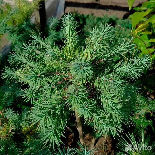 Лиственницы, туи, можжевельники