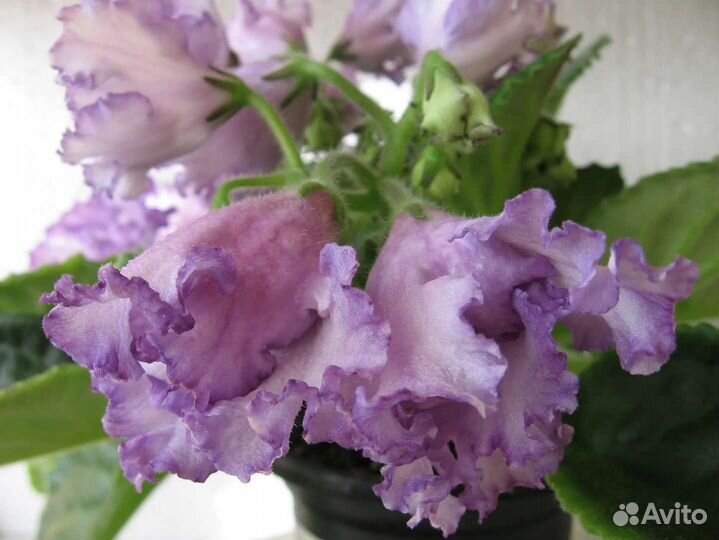 Продам укоренённые детки сортовых фиалок 2