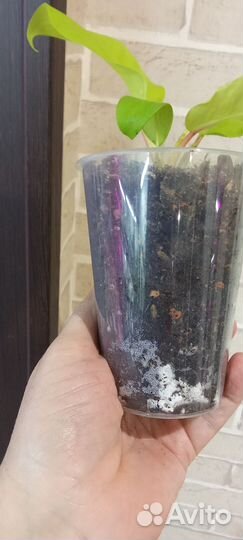 Филодендрон голден Лок