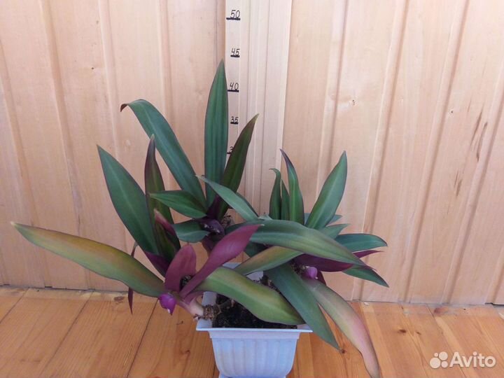 Рэо и Сциндапсус лиана