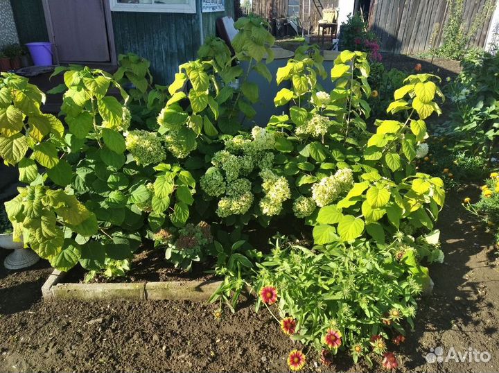 Гортензия саженцы