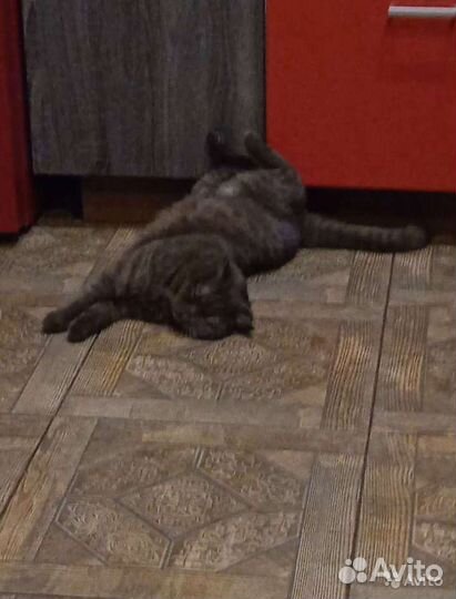 Передержка кошек