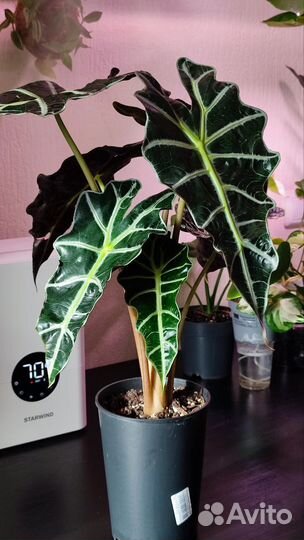 Алоказии разные сорта, детки, клубни