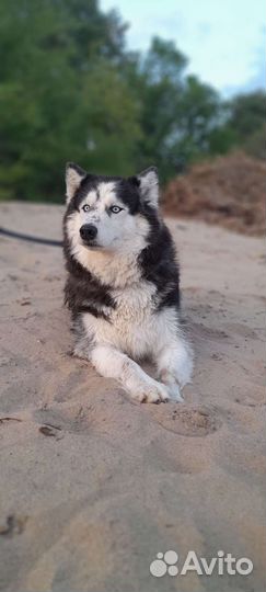 Погуляю С вашей собакой за вас