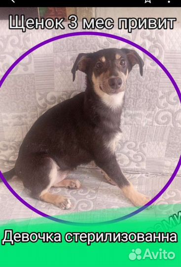 Щенки собачки