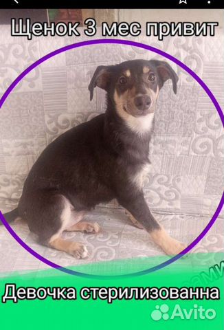 Щенки собачки