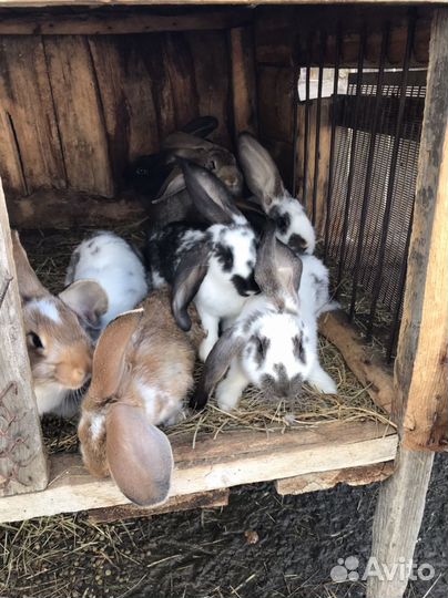 Продам кроликов живьем и мясом