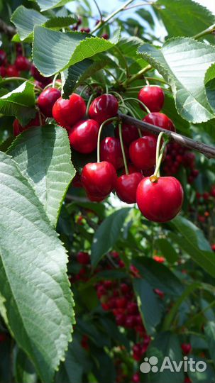 Саженцы плодовых деревьев