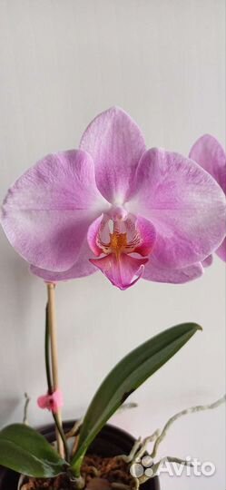 Орхидея фаленопсис