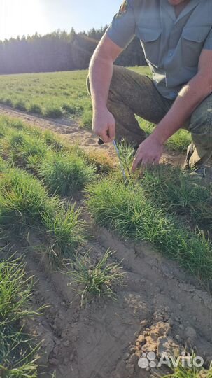Саженцы сосны обыкновенной окс