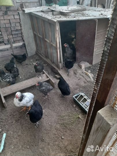 Цыплята несушки