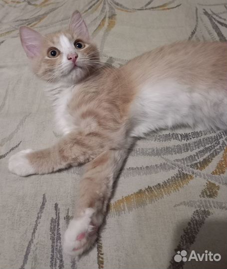 Отдам котёнка