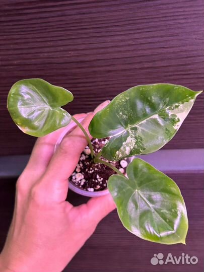 Алоказия Макрориза вариегатная