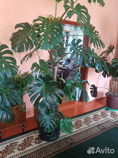 Монстера для офиса