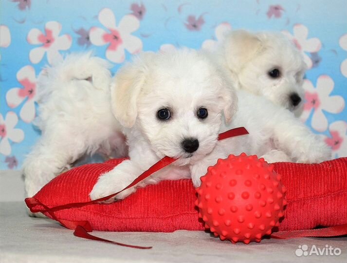 Щенки бишон фризе