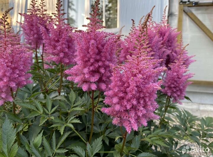 Астильба / Тысячелистник декоративный / Вероника