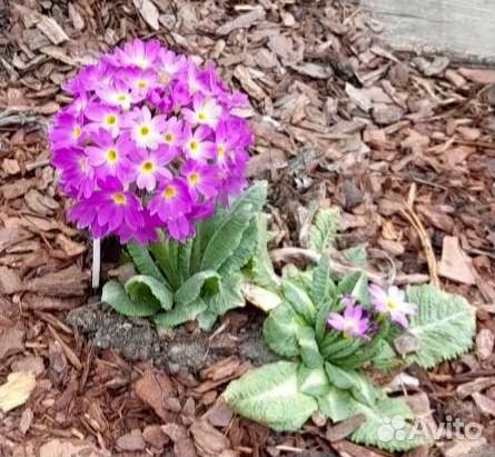 Примула розовая