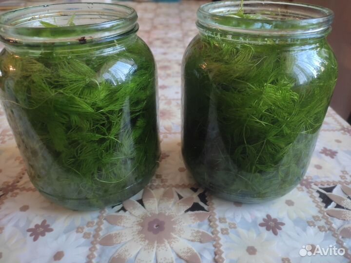 Водоросли для аквариума