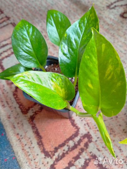 Сциндапсусы,сингониумы