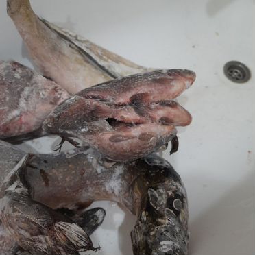 Рыба свежемороженая щука лещ судак карась 15кг