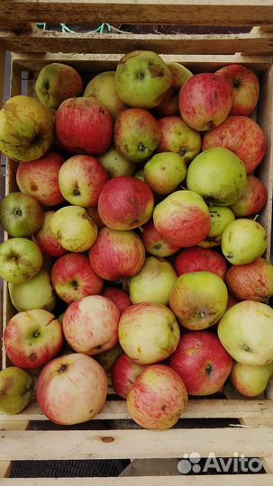 Яблоки