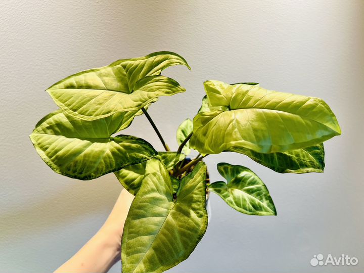 Монстера Адансона (манки), сингониум