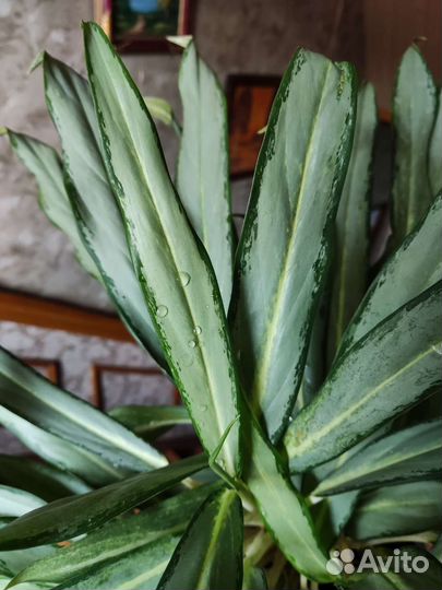 Аглаонема белое копьё