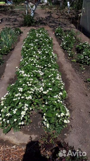 Земклуника Купчиха. Клубника Гигантелла. Саженцы