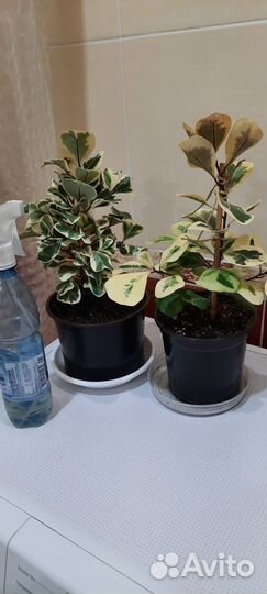 Фикусы: Белиз, Лакия, Голден кинг и др