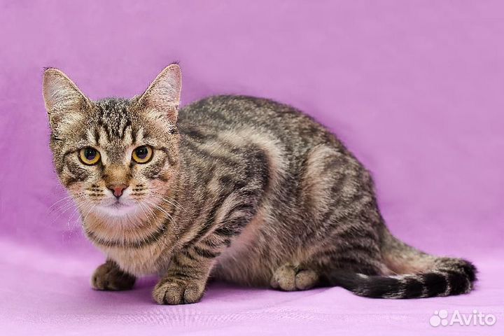 Кот Тишка в добрые ручки