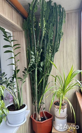 Кактус Молочай трехгранный