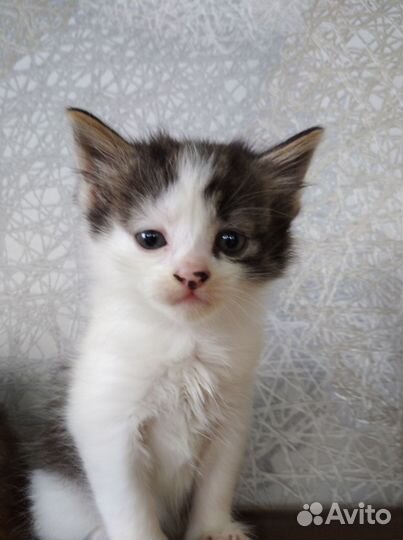Дарю котят