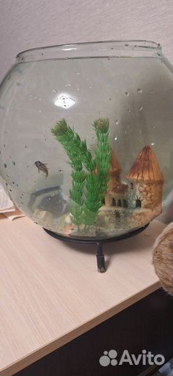Аквариум с рыбками