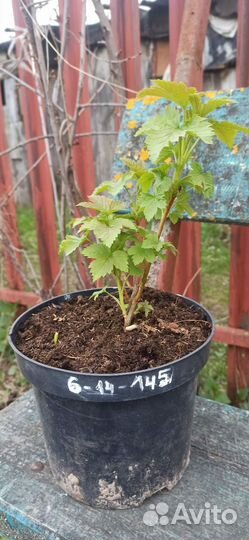 Черная смородина