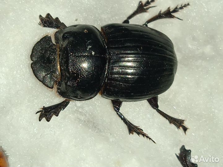 Жуки для расправки/коллекционирования