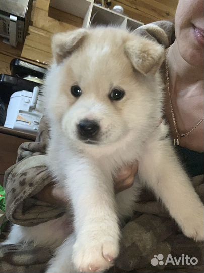 Щенок хаски