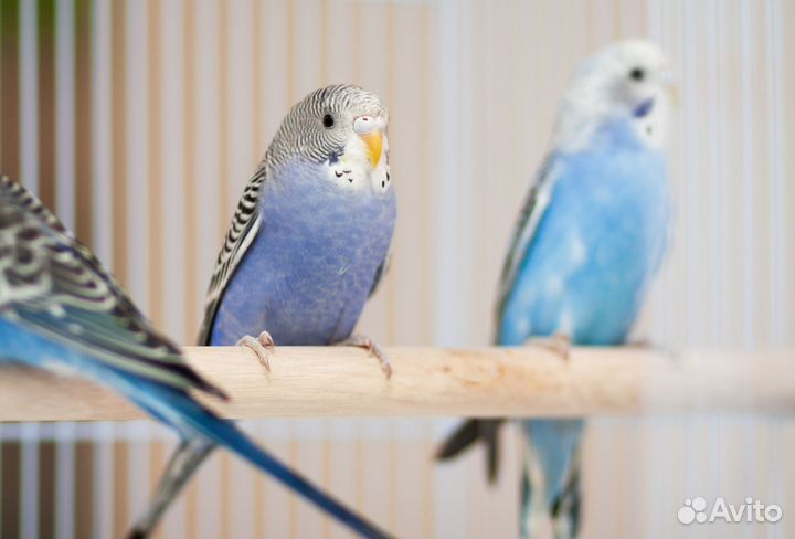 Волнистый попугай фиолетовые птенцы