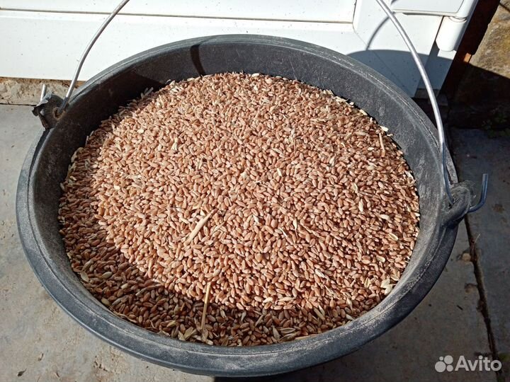 Корма для животных