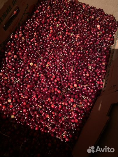 Клюква свежая ручной сборки