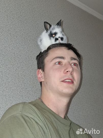 Декоративные кролики