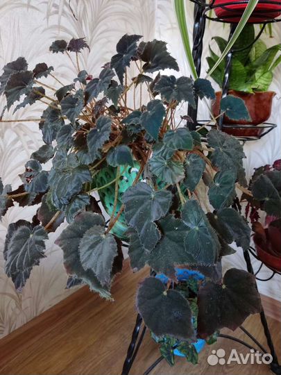 Комнатные цветы в ассортименте