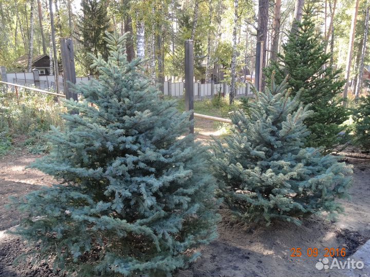 Ель голубая - Живой подарок