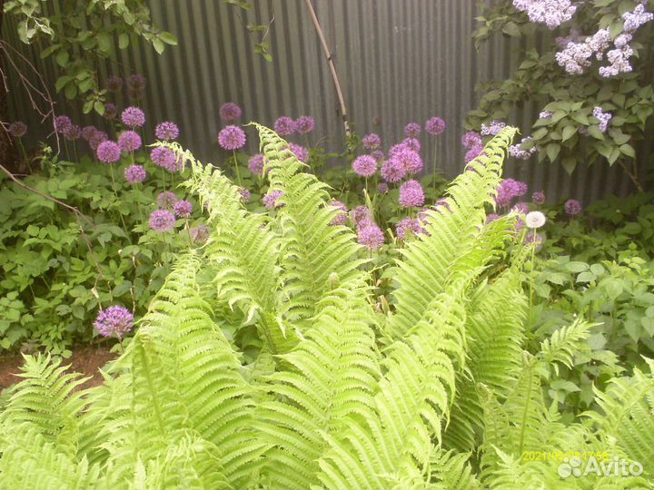 Папоротник