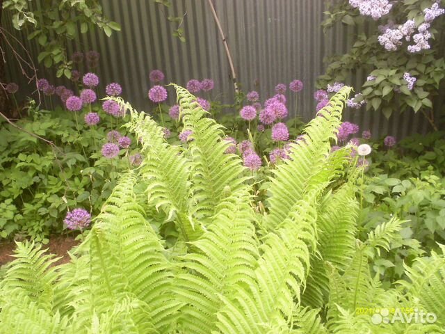 Папоротник