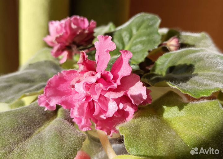 Фиалки цветущие