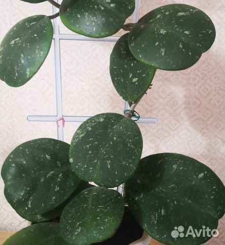 Хойя обовата альбомаргината