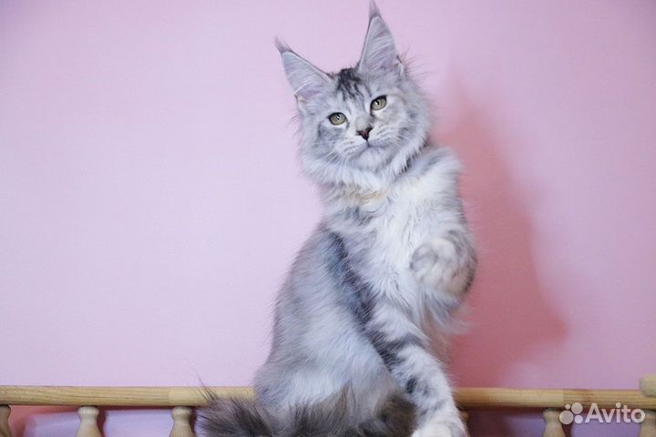 Котята мейн-кун девочка