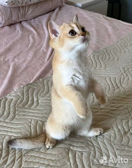 Золотые шотландские котята